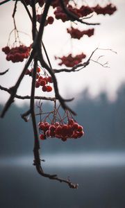 Preview wallpaper berries, red, branches, plant, nature