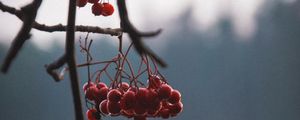 Preview wallpaper berries, red, branches, plant, nature