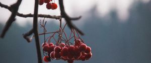 Preview wallpaper berries, red, branches, plant, nature