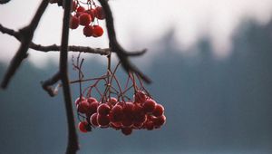 Preview wallpaper berries, red, branches, plant, nature