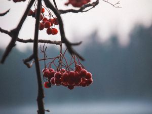 Preview wallpaper berries, red, branches, plant, nature