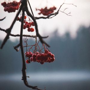 Preview wallpaper berries, red, branches, plant, nature