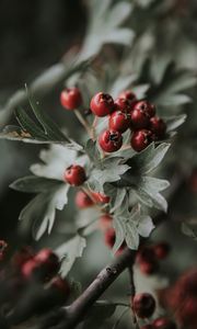 Preview wallpaper berries, red, bunch, leaves, branch