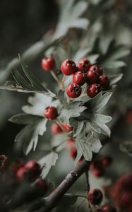 Preview wallpaper berries, red, bunch, leaves, branch