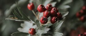 Preview wallpaper berries, red, bunch, leaves, branch