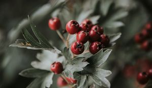 Preview wallpaper berries, red, bunch, leaves, branch