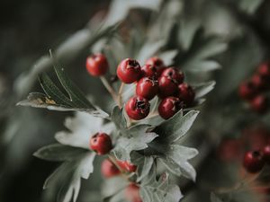 Preview wallpaper berries, red, bunch, leaves, branch