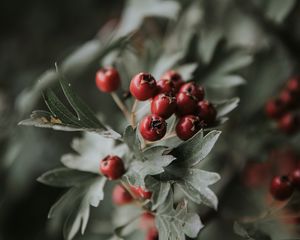 Preview wallpaper berries, red, bunch, leaves, branch