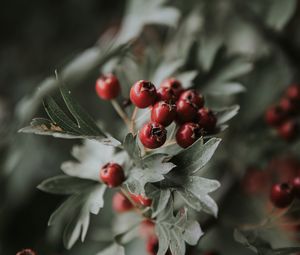 Preview wallpaper berries, red, bunch, leaves, branch