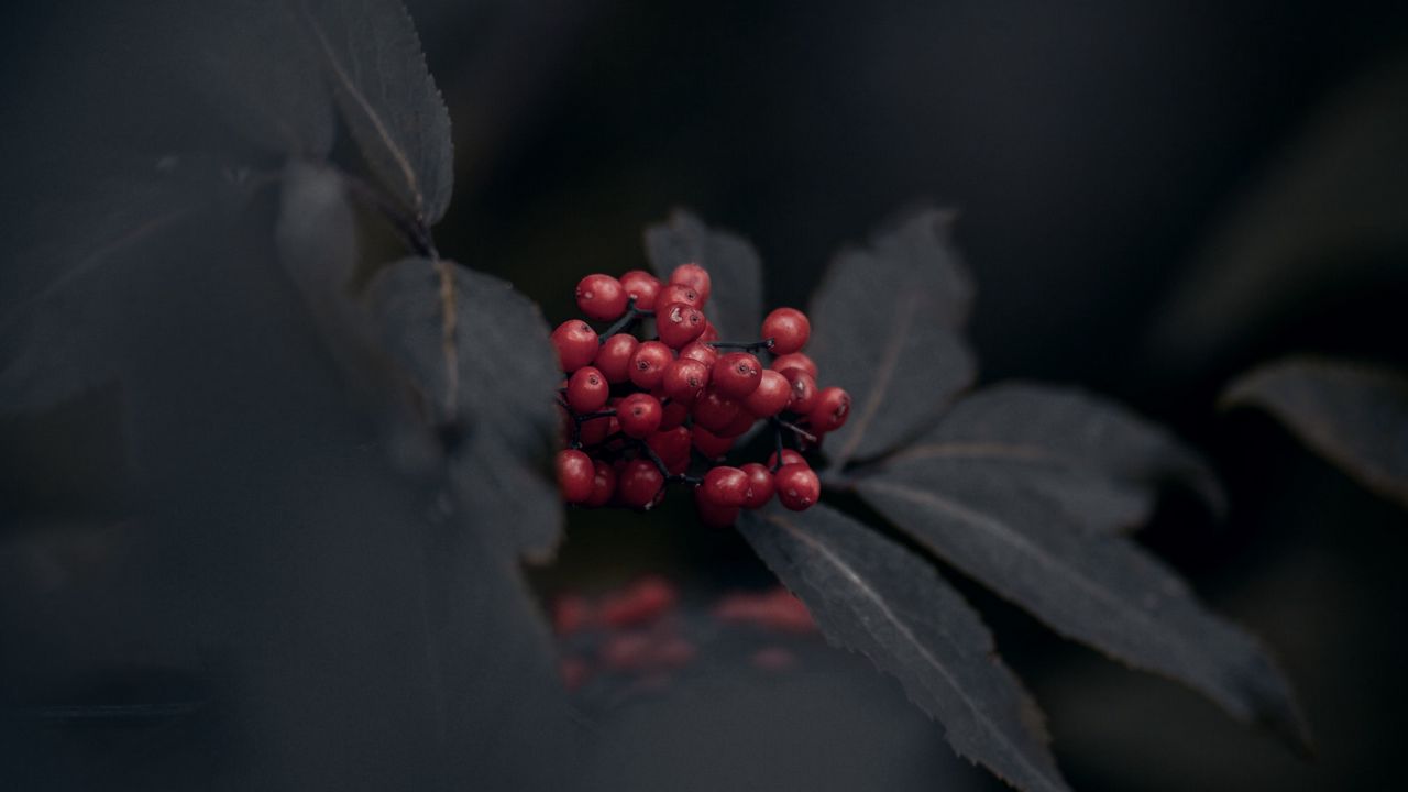 Wallpaper berries, red, bunch, leaves, macro