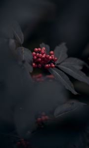 Preview wallpaper berries, red, bunch, leaves, macro