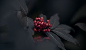 Preview wallpaper berries, red, bunch, leaves, macro