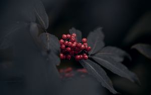 Preview wallpaper berries, red, bunch, leaves, macro