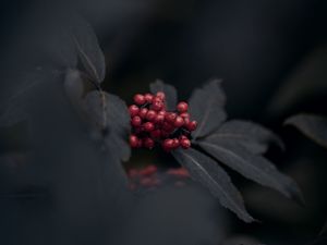 Preview wallpaper berries, red, bunch, leaves, macro