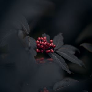 Preview wallpaper berries, red, bunch, leaves, macro