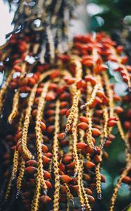 Preview wallpaper berries, red, bunch, plant, macro