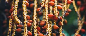 Preview wallpaper berries, red, bunch, plant, macro