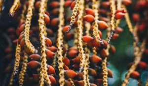 Preview wallpaper berries, red, bunch, plant, macro