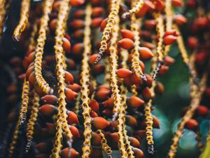 Preview wallpaper berries, red, bunch, plant, macro