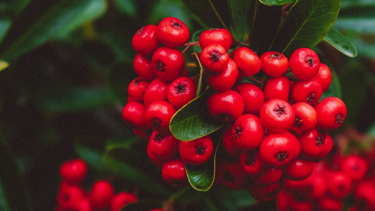 Wallpaper berries, red, bunches, macro, plant