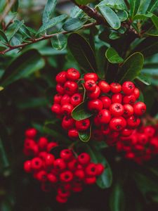 Preview wallpaper berries, red, bunches, macro, plant