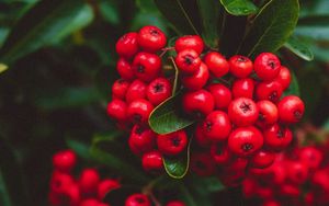 Preview wallpaper berries, red, bunches, macro, plant