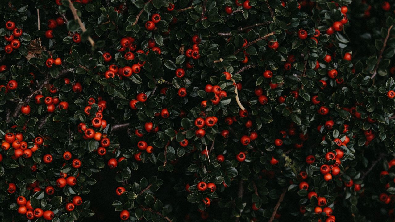Wallpaper berries, red, bush, plant