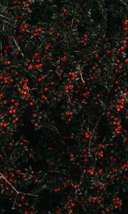 Preview wallpaper berries, red, bush, plant