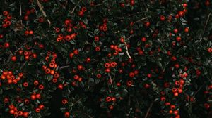 Preview wallpaper berries, red, bush, plant