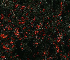 Preview wallpaper berries, red, bush, plant
