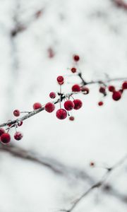 Preview wallpaper berries, red, frozen, branch