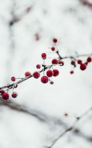 Preview wallpaper berries, red, frozen, branch