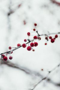 Preview wallpaper berries, red, frozen, branch