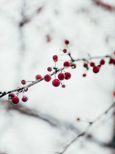 Preview wallpaper berries, red, frozen, branch