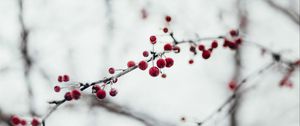 Preview wallpaper berries, red, frozen, branch