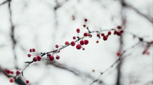 Preview wallpaper berries, red, frozen, branch