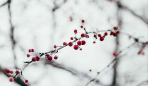 Preview wallpaper berries, red, frozen, branch