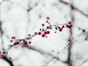 Preview wallpaper berries, red, frozen, branch