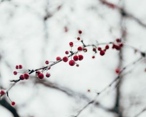 Preview wallpaper berries, red, frozen, branch