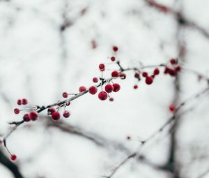 Preview wallpaper berries, red, frozen, branch