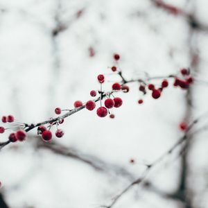 Preview wallpaper berries, red, frozen, branch