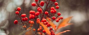 Preview wallpaper berries, red, macro, leaves, branches