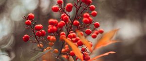 Preview wallpaper berries, red, macro, leaves, branches