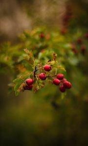 Preview wallpaper berries, red, macro, branch, plant