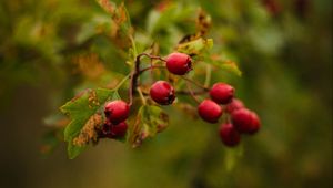 Preview wallpaper berries, red, macro, branch, plant