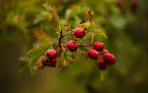 Preview wallpaper berries, red, macro, branch, plant