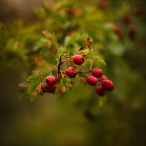 Preview wallpaper berries, red, macro, branch, plant