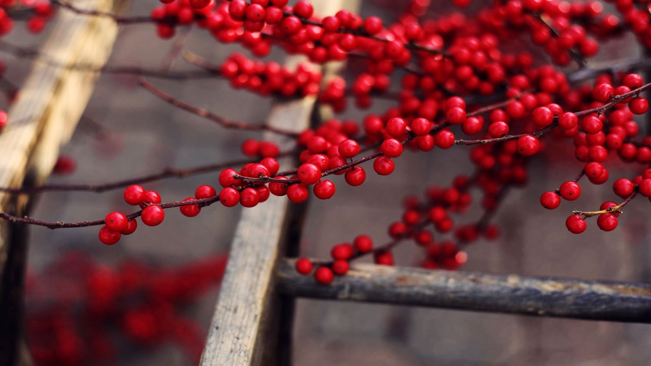 Wallpaper berries, ripe, branches, fruit, delicious, red, tree
