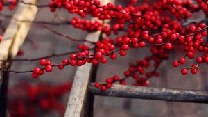 Preview wallpaper berries, ripe, branches, fruit, delicious, red, tree