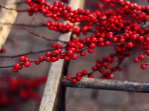 Preview wallpaper berries, ripe, branches, fruit, delicious, red, tree